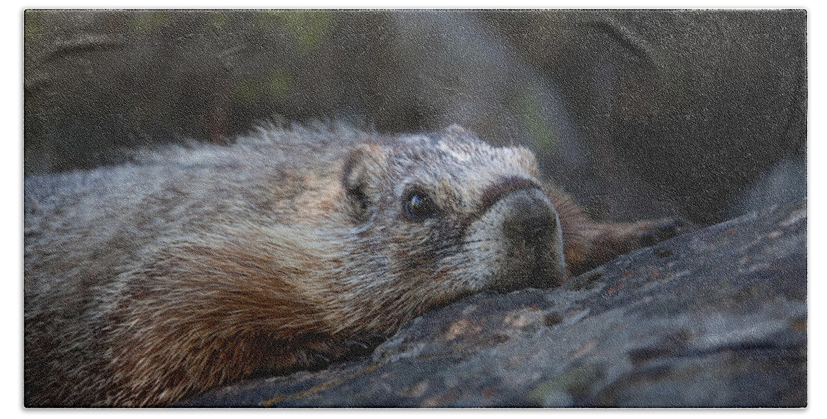 Yellow Bellied Marmot Bath Towel featuring the photograph Yellow Bellied Marmot by Ralf Kaiser