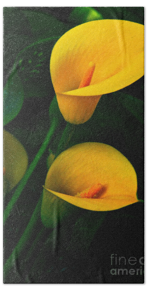 Lily Of The Nile Bath Towel featuring the photograph Yellow Calla Lilies by Byron Varvarigos
