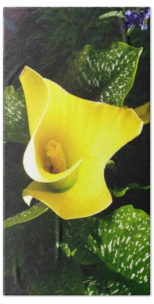 Calla Hand Towel featuring the photograph Yellow Calla Lily by Carla Parris