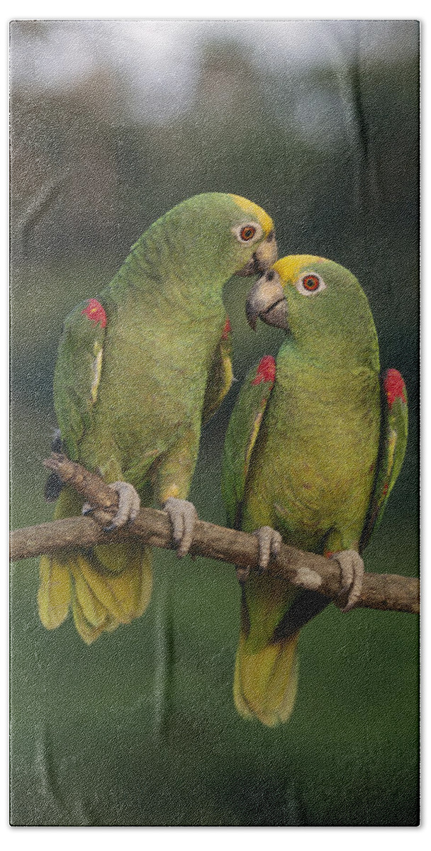 00785046 Bath Towel featuring the photograph Yellow-crowned Parrot Kiss by Thomas Marent
