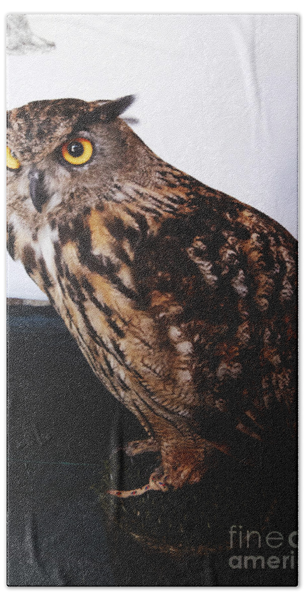 Buho Bath Towel featuring the photograph Yellow-eyed owl side by Agusti Pardo Rossello