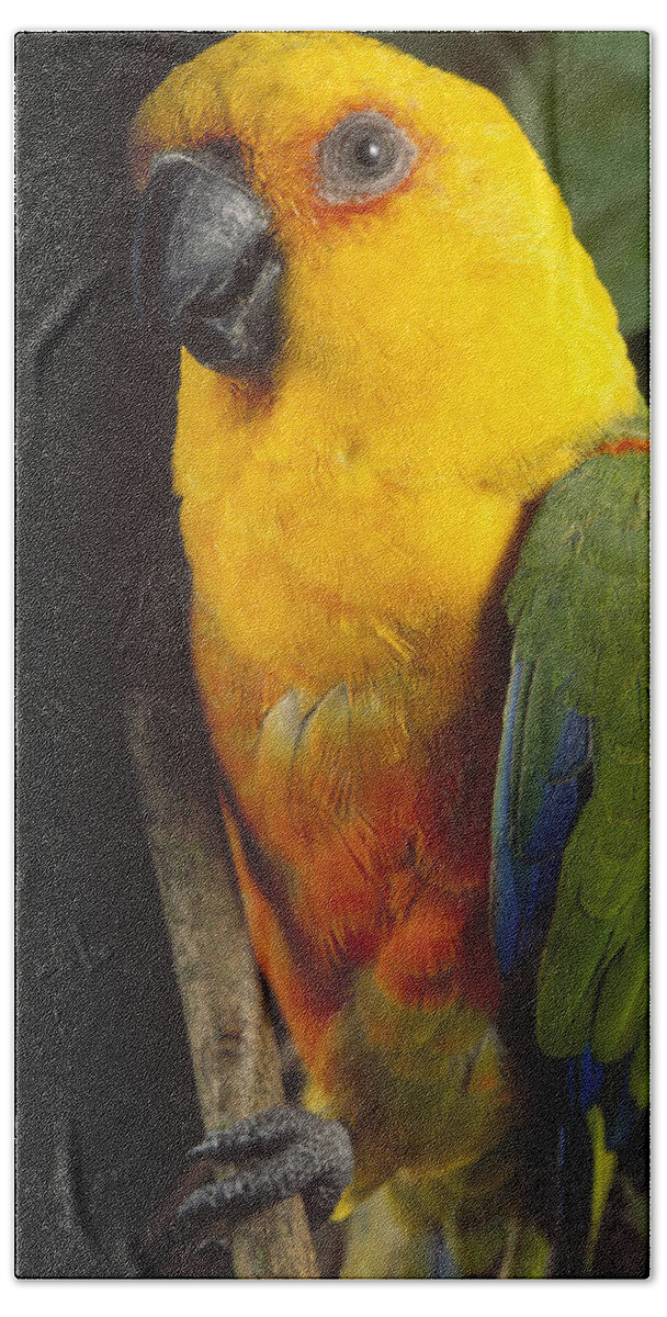 Mp Bath Towel featuring the photograph Yellow-faced Parrot Amazona Xanthops by Claus Meyer