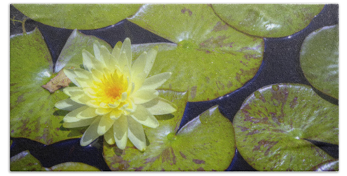 Flower Hand Towel featuring the photograph Yellow Waterlily by Joan Carroll