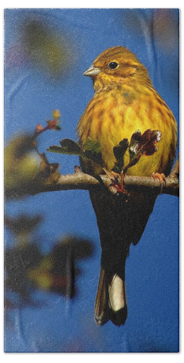 Yellowhammer Hand Towel featuring the photograph Yellowhammer by Gavin Macrae