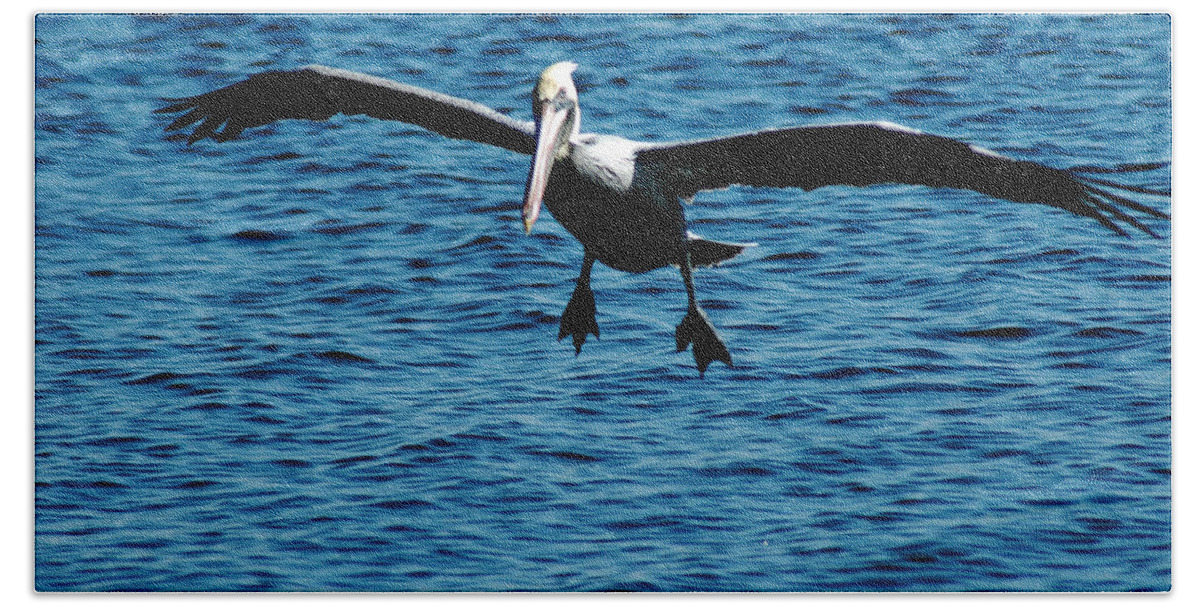 Brown Pelican Bath Towel featuring the photograph You Are Clear For Landing by David Weeks