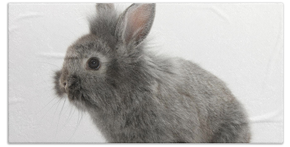 Nature Hand Towel featuring the photograph Young Silver Lionhead Rabbit by Mark Taylor