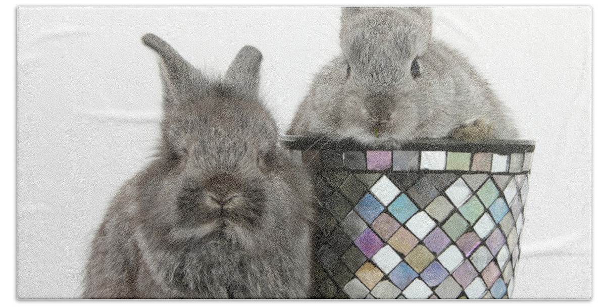 Nature Hand Towel featuring the photograph Young Silver Lionhead Rabbits by Mark Taylor