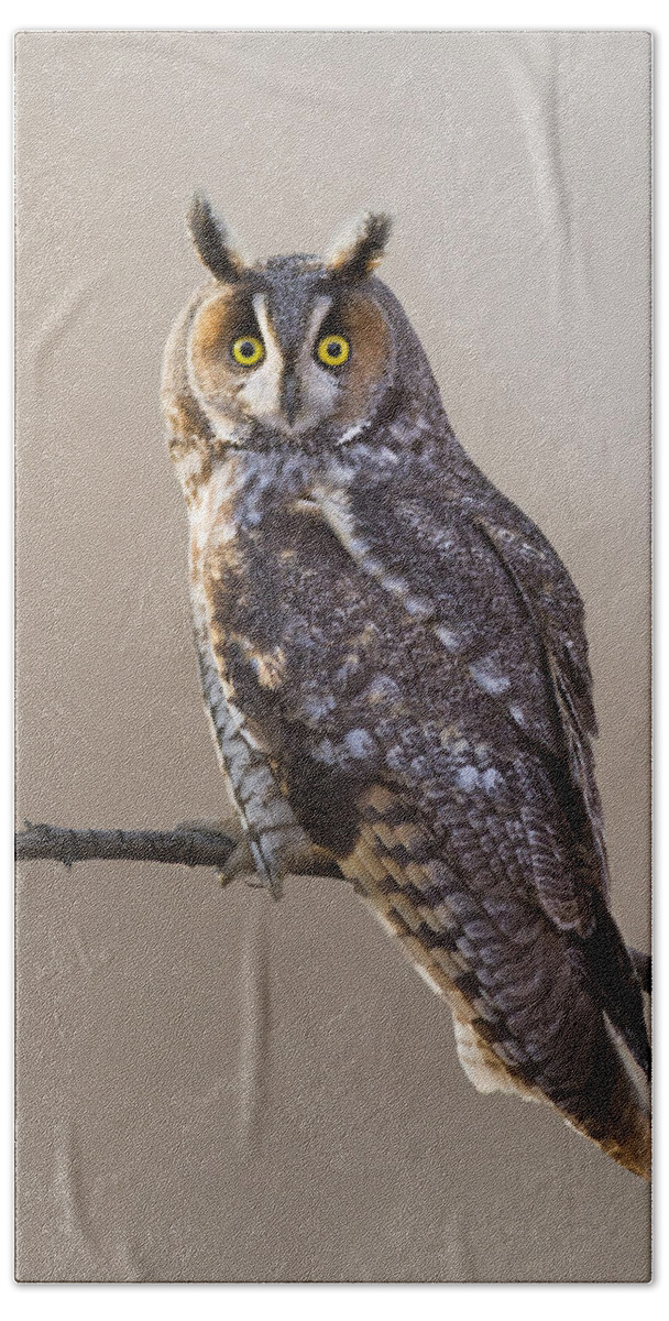 Bird Hand Towel featuring the photograph Long-eared Owl #1 by Mircea Costina Photography