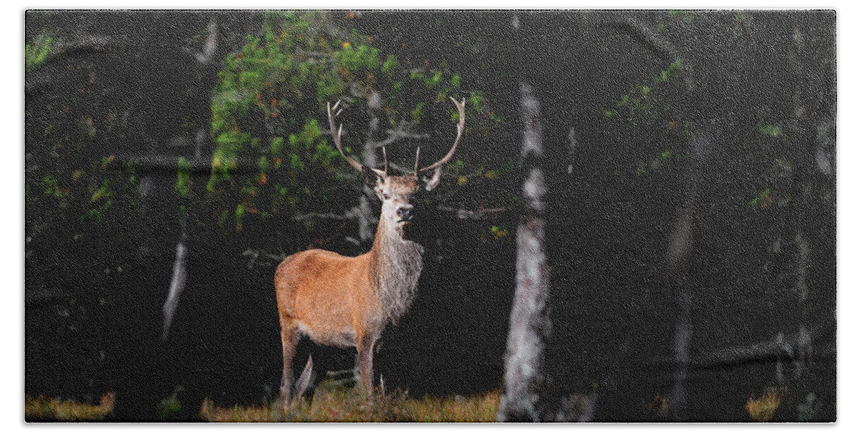  Stag In The Forest Bath Towel featuring the photograph Stag In The Forest by Gavin Macrae