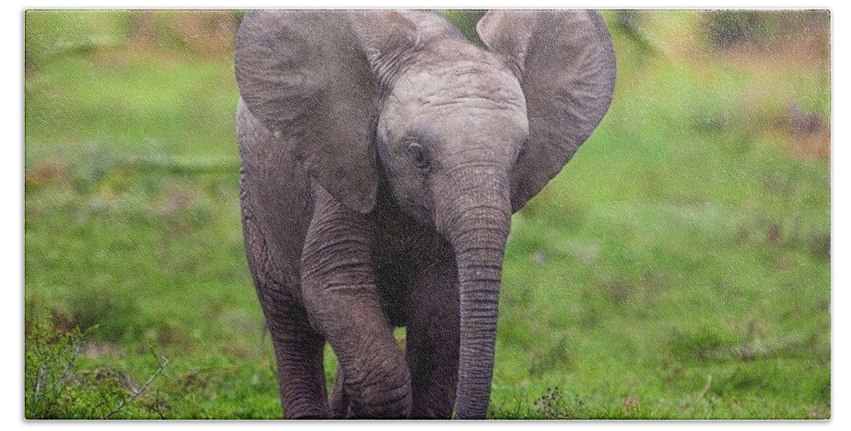 African Elephant Bath Towel featuring the photograph African Elephant #1 by Jackie Russo