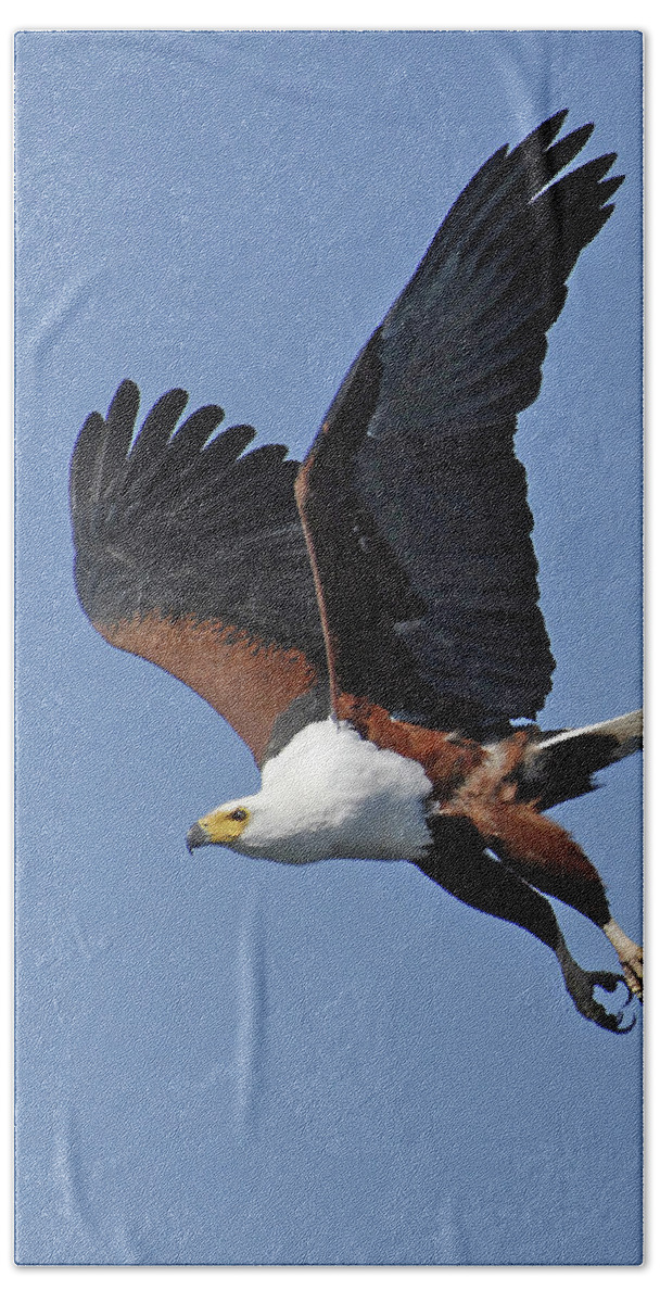 Africa Bath Towel featuring the photograph African Fish Eagle by Ted Keller