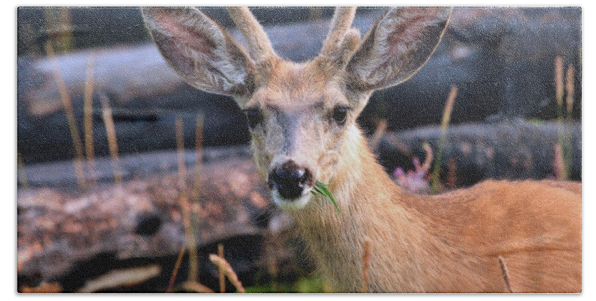 Deer Hand Towel featuring the photograph After the Fire #1 by Roxie Crouch
