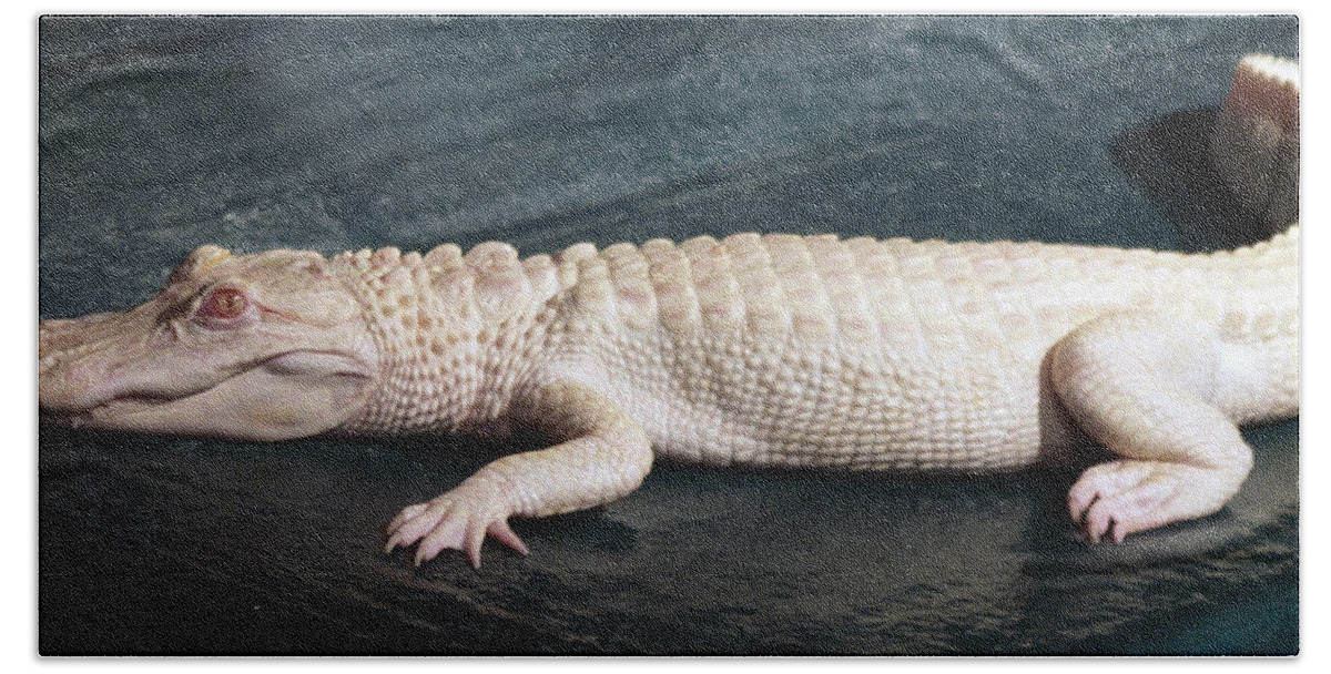 Alligator Hand Towel featuring the photograph Albino Alligator #1 by Bob Johnson