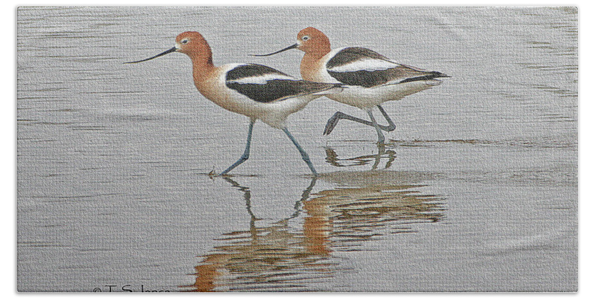 American Avocets Hand Towel featuring the photograph American Avocets #1 by Tom Janca
