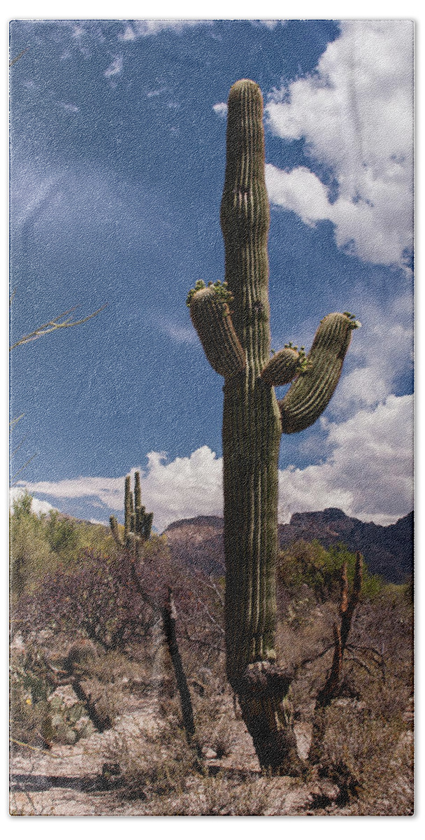 Arizona Bath Towel featuring the photograph Arizona Cactus #2 by David Palmer