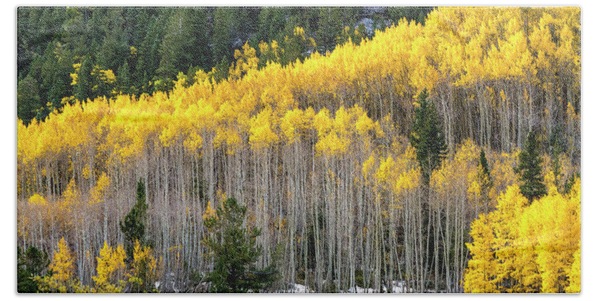 Aspen Trees Bath Towel featuring the photograph Aspen Trees in Fall Color #1 by Teri Virbickis