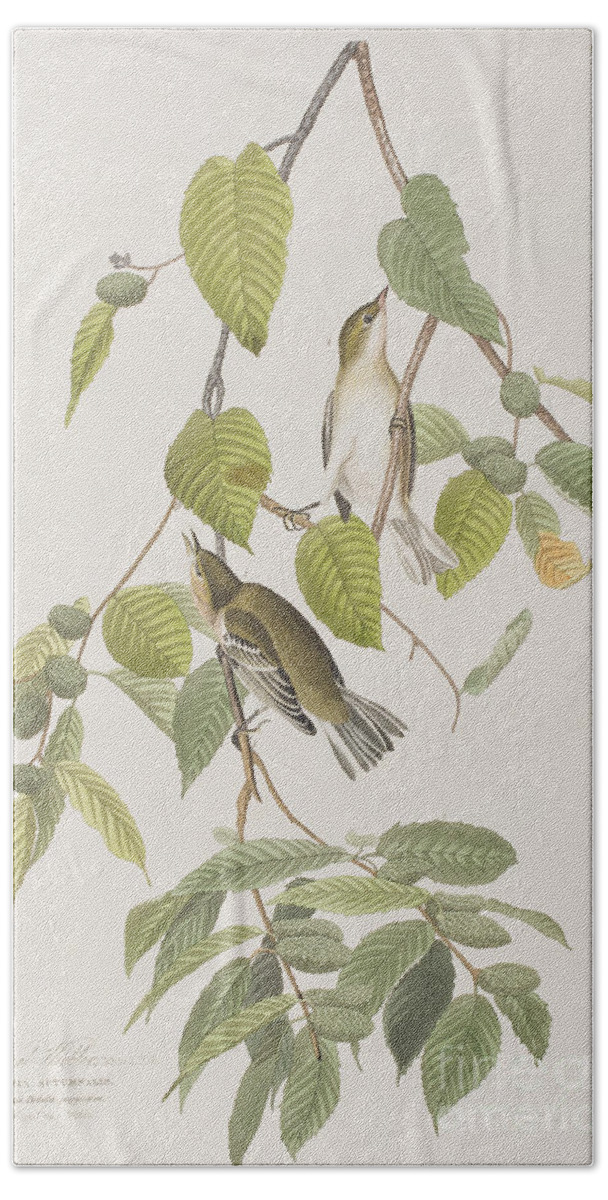 Audubon Hand Towel featuring the painting Autumnal Warbler by John James Audubon