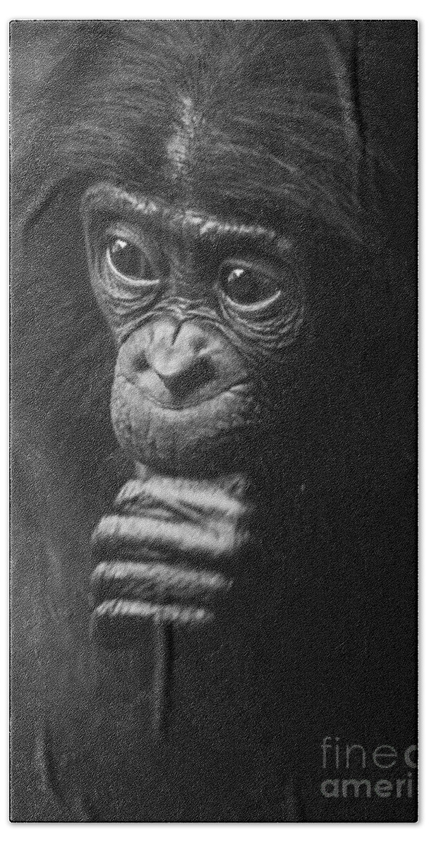 Bonobo Bath Towel featuring the photograph Baby Bonobo Portrait by Heiko Koehrer-Wagner