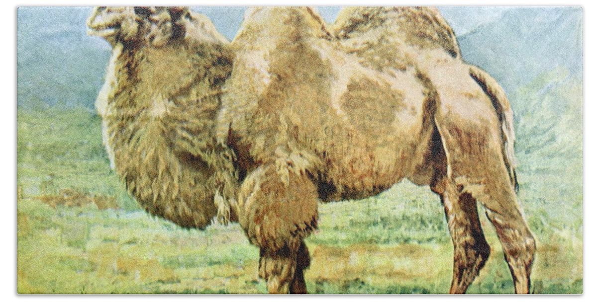Bactrian Camel Hand Towel featuring the photograph Bactrian Camel, Endangered Species #1 by Biodiversity Heritage Library