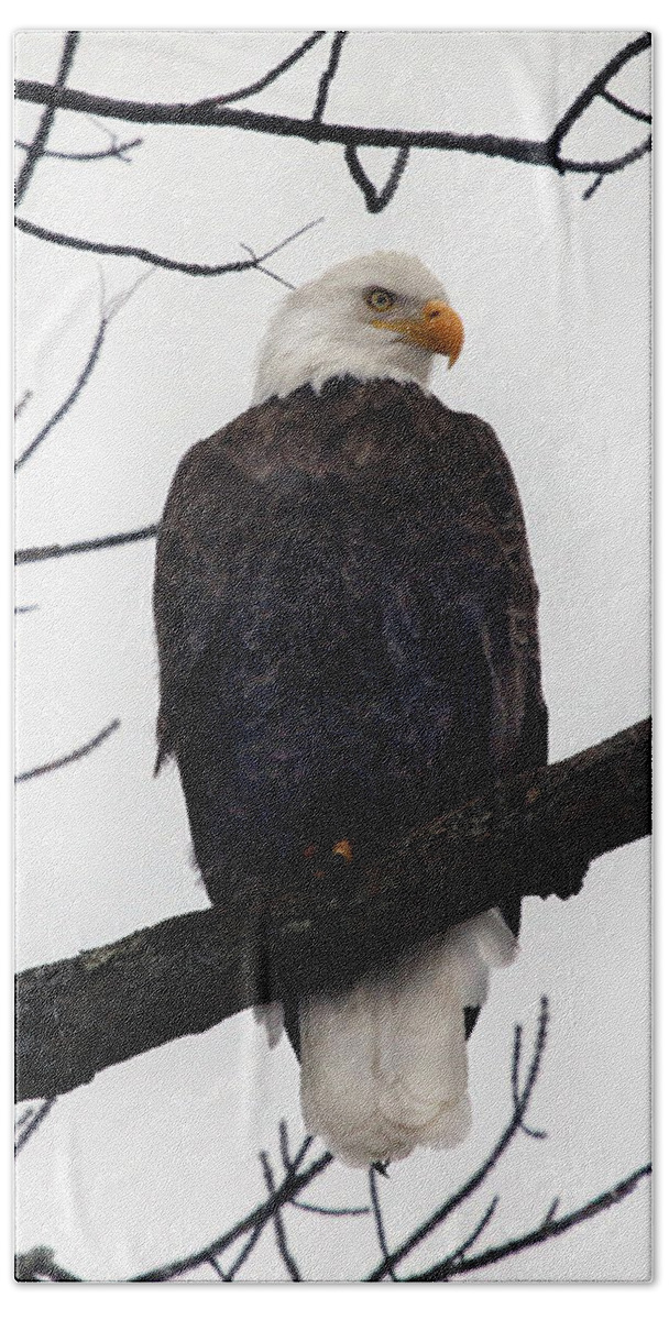 Bald Eagle Male. Bird Bath Towel featuring the photograph Bald Eagle #1 by Jackson Pearson