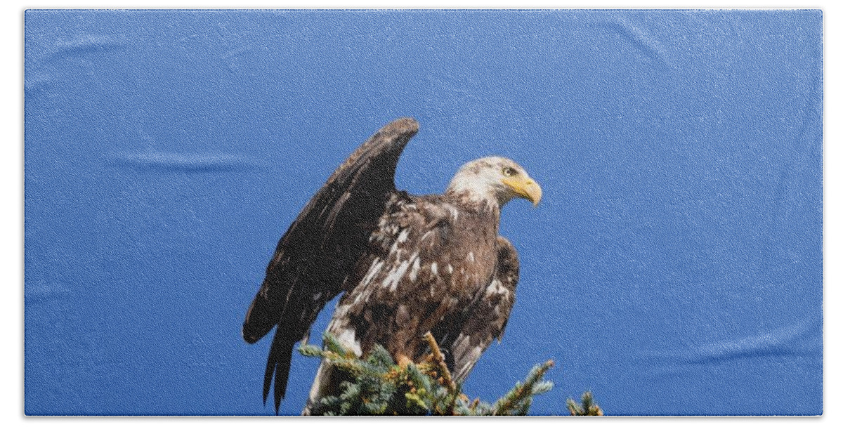 Bald Eagle Bath Towel featuring the photograph Bald Eagle Juvenile Ready To Fly by Margarethe Binkley