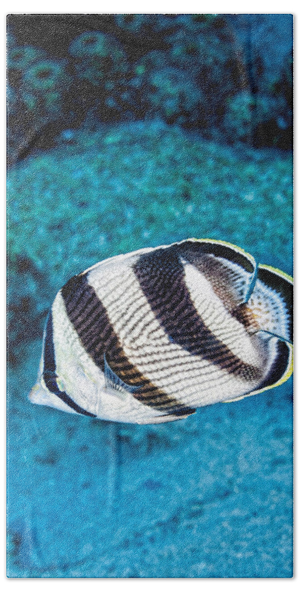 Banded Butterflyfish Bath Towel featuring the photograph Banded Butterflyfish by Perla Copernik