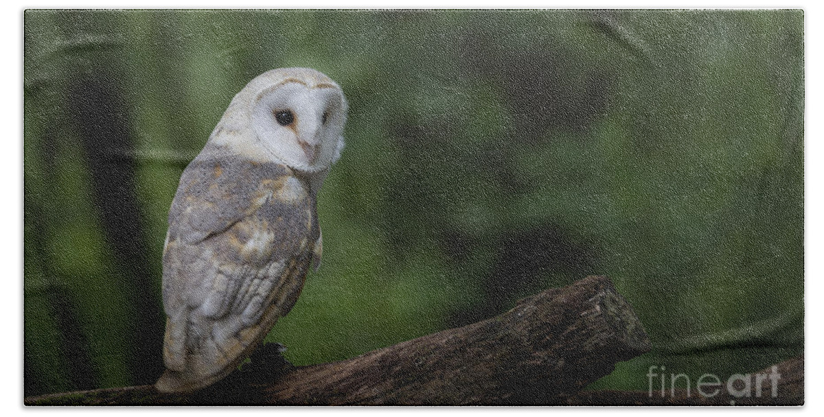 Owl Bath Towel featuring the photograph Barn Owl in the Woods by Andrea Silies