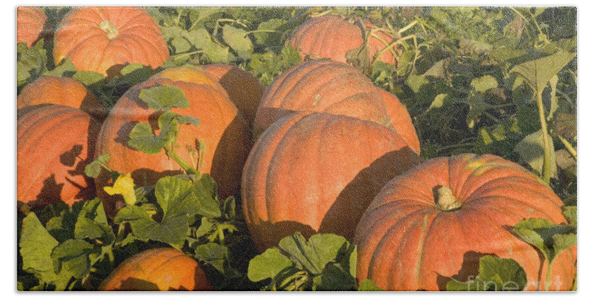 Pumpkins Hand Towel featuring the photograph Big Mac Pumpkins In A Field #1 by Inga Spence