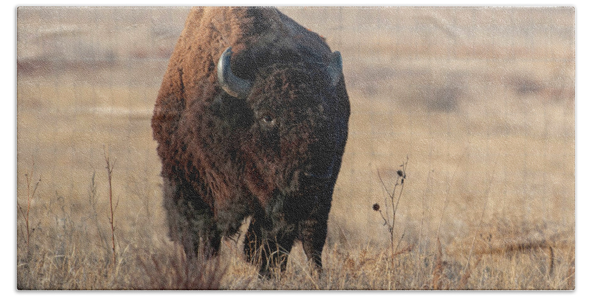 Bison Bath Towel featuring the photograph Bison #1 by Catherine Lau