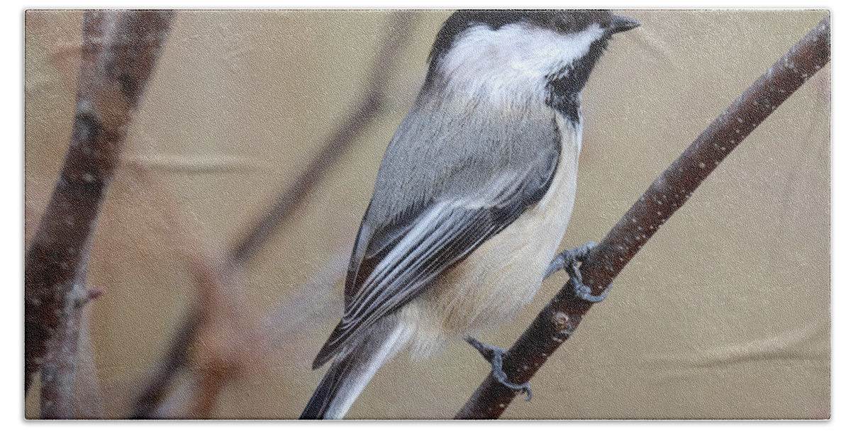 Chickadee Hand Towel featuring the photograph Black Capped Chickadee #2 by Amy Porter
