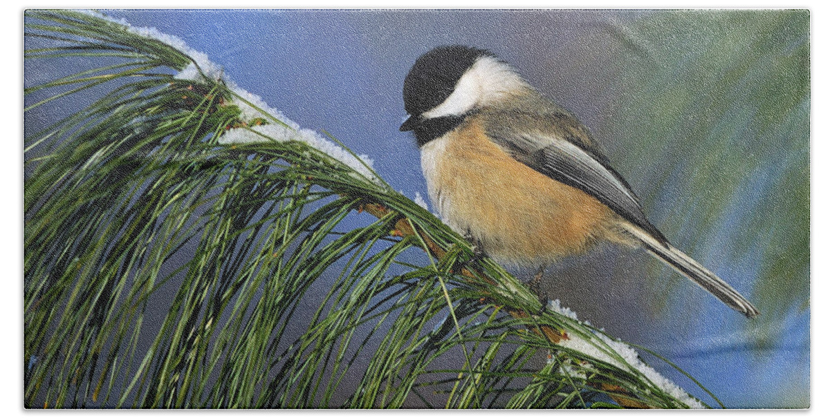 Black-capped Chickadee Hand Towel featuring the photograph Black-Capped Chickadee #1 by Tony Beck