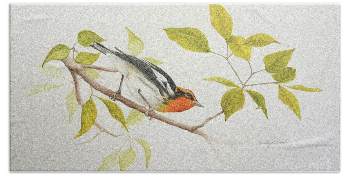 Blackburnian Bath Towel featuring the painting Blackburnian Warbler #1 by Charles Owens