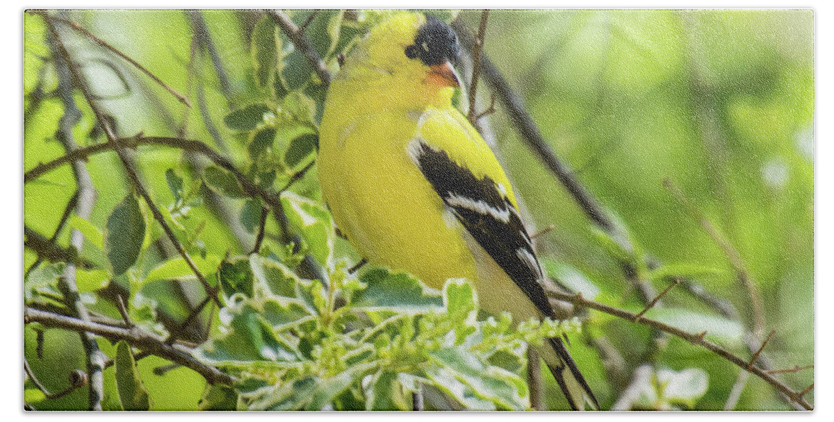 American Goldfinch Bath Towel featuring the photograph Blending In #1 by Robert L Jackson