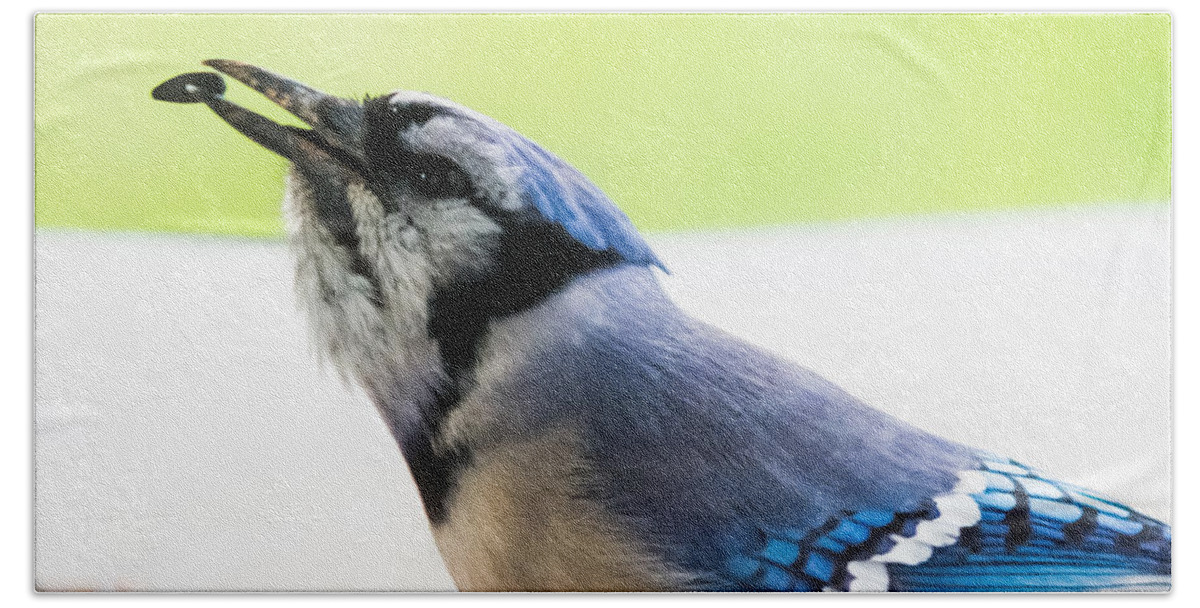 Blue Jay Bath Towel featuring the photograph Blue Jay  #1 by Holden The Moment