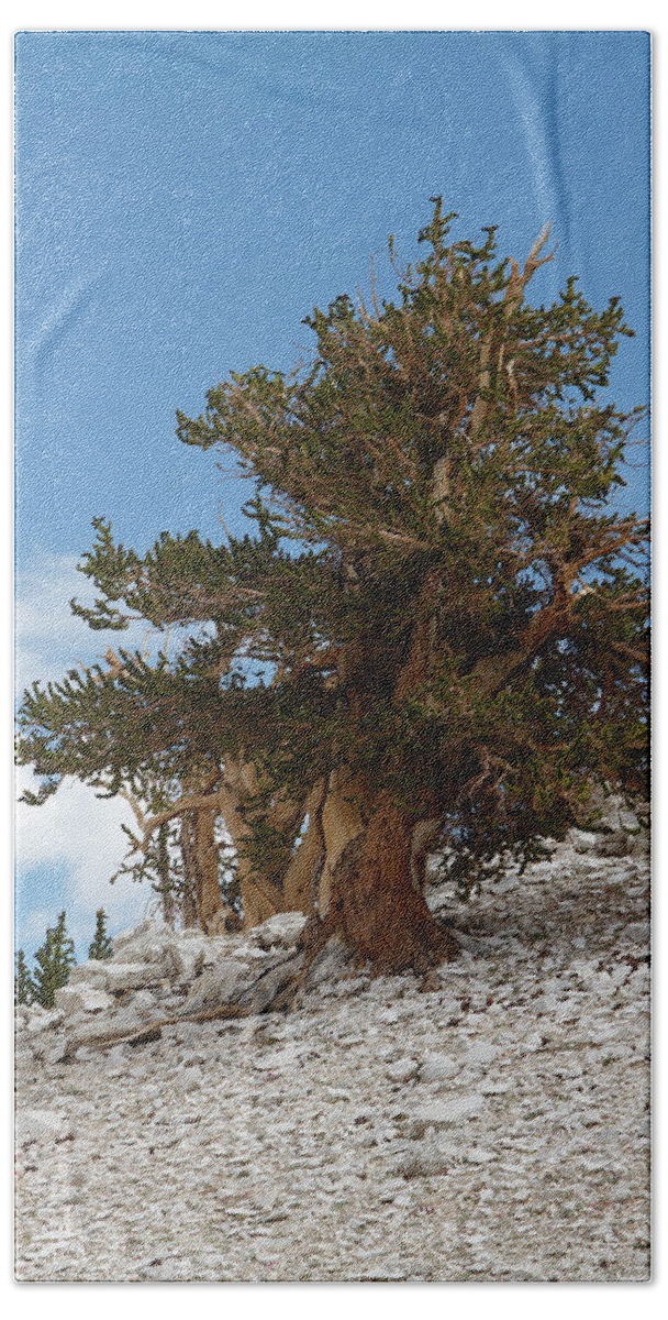 Bristlecone Pine Hand Towel featuring the photograph Bristlecone Pine 5 by Duncan Selby