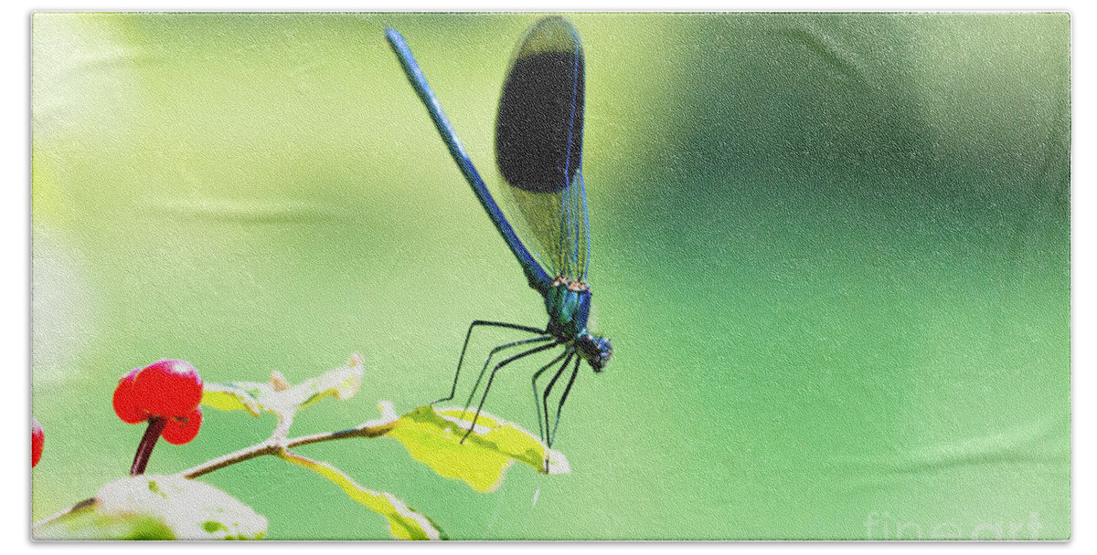Countryside Bath Towel featuring the photograph Broad-winged Damselfly, Dragonfly by Amanda Mohler