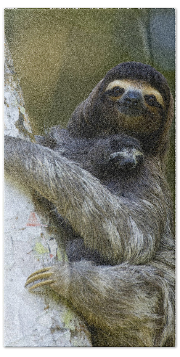 Mp Hand Towel featuring the photograph Brown-throated Three-toed Sloth #1 by Suzi Eszterhas