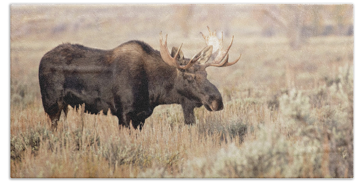 Moose Hand Towel featuring the photograph Bull Moose #1 by Eilish Palmer