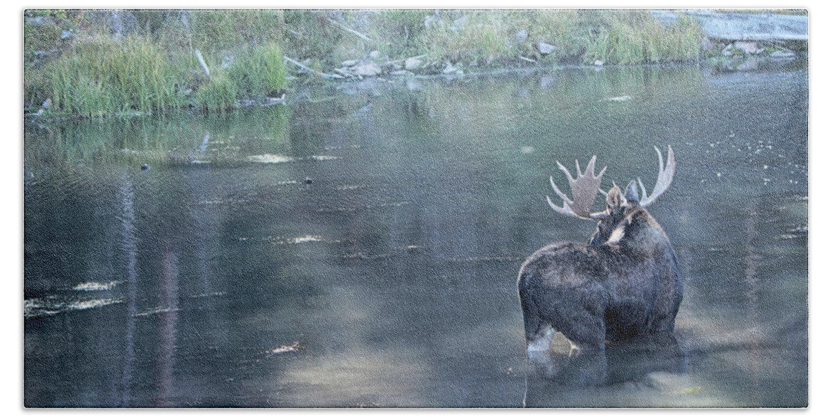 Bull Moose Bath Towel featuring the photograph Bull Moose Reflection #1 by Marta Alfred