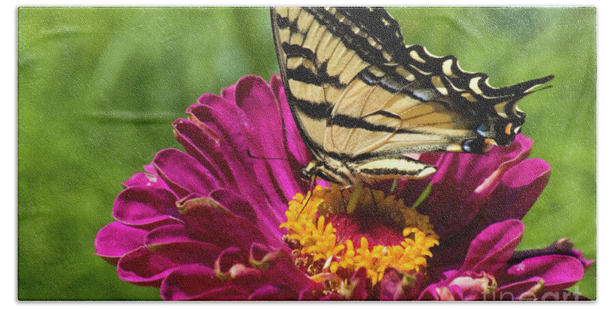 Butterfly Bath Towel featuring the photograph Butterfly on fuschia flower #1 by Jim And Emily Bush