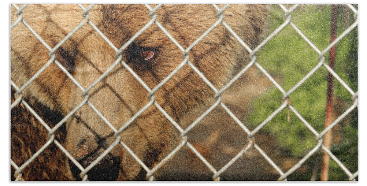 Bear Hand Towel featuring the photograph Caged Bear #1 by Travis Rogers