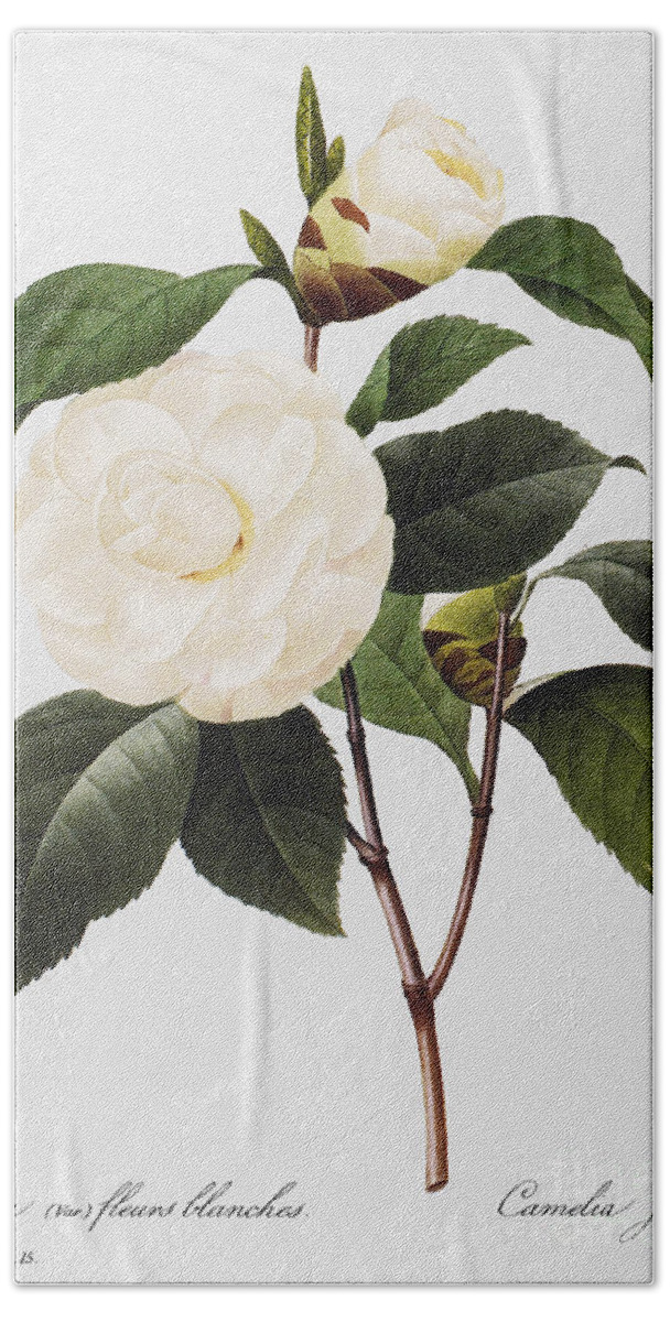 1833 Hand Towel featuring the painting Camellia, 1833 #2 by Granger