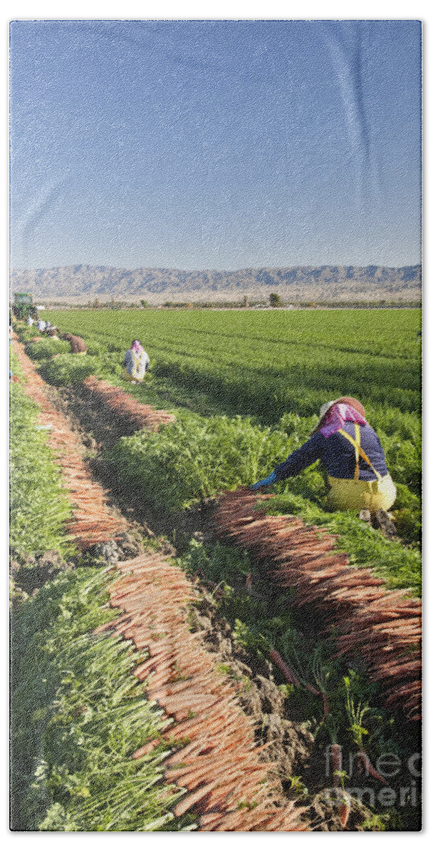 Carrots Bath Towel featuring the photograph Carrot Harvest #1 by Inga Spence