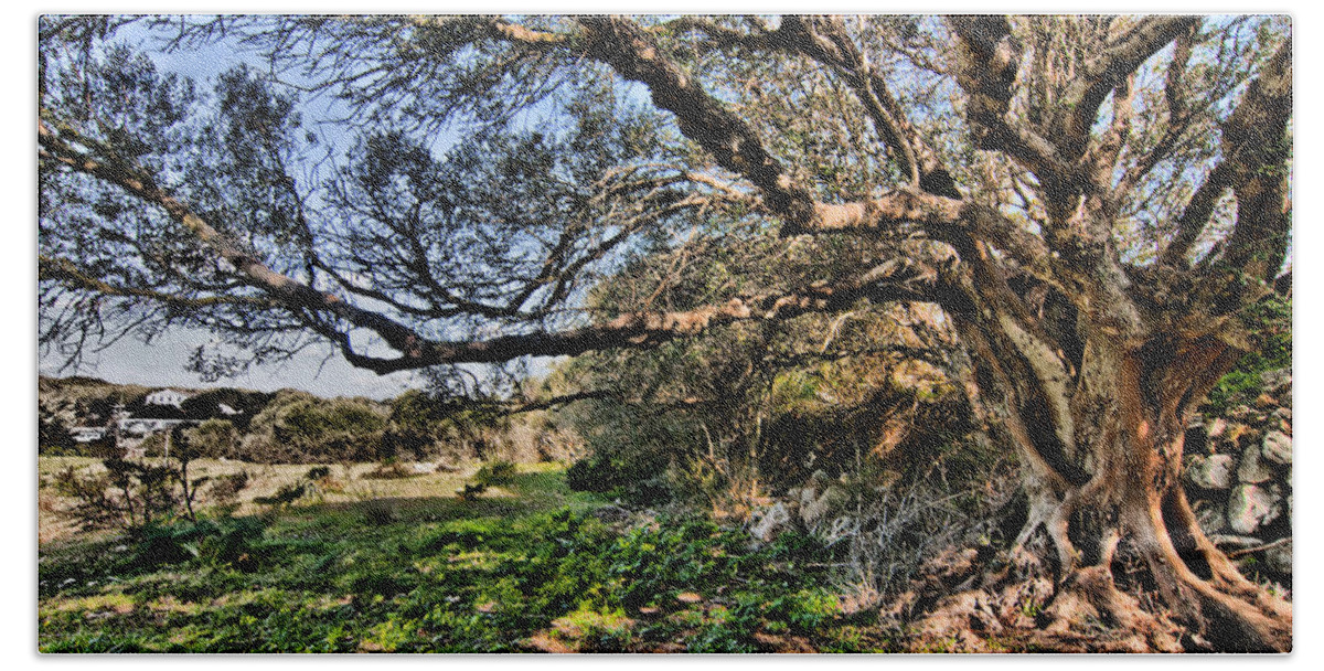 Nobody Hand Towel featuring the photograph Centennial tree in cornia by pedro cardona #1 by Pedro Cardona Llambias