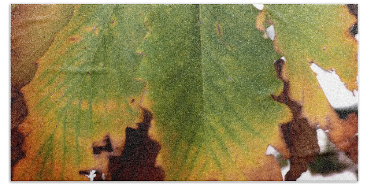 Fall Hand Towel featuring the photograph Changing Leaves #1 by George Taylor