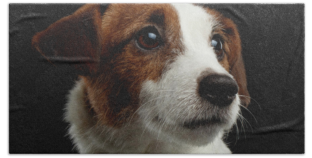 Closeup Bath Towel featuring the photograph Closeup Portrait of Jack Russell Terrier Dog on Black by Sergey Taran
