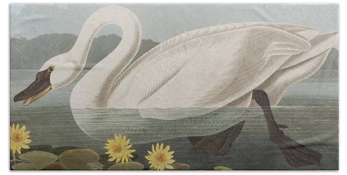 Swan Bath Towel featuring the painting Common American Swan by John James Audubon