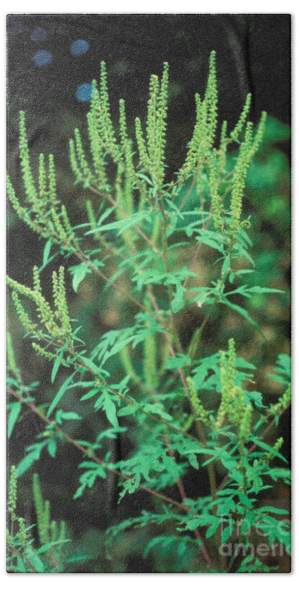 Plant Bath Towel featuring the photograph Common Ragweed In Flower #1 by John Kaprielian
