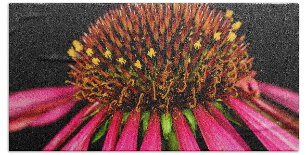 Jay Stockhaus Bath Towel featuring the photograph Cone Flower #1 by Jay Stockhaus