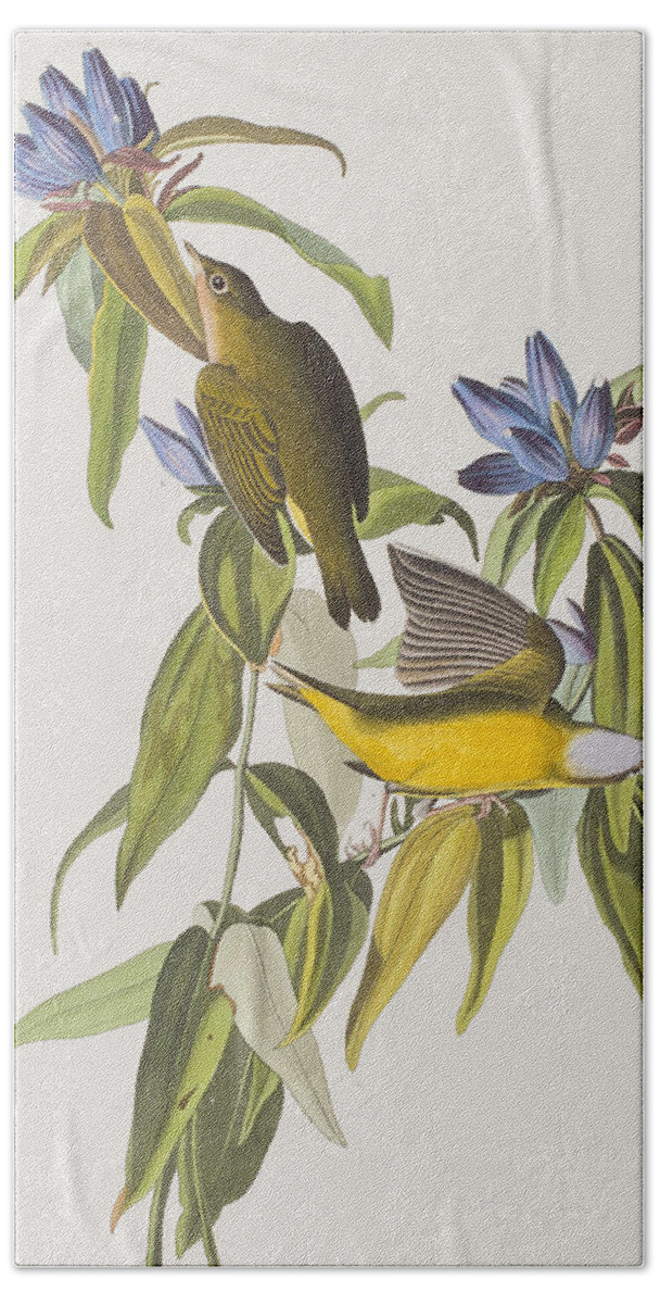 Connecticut Warbler Hand Towel featuring the painting Connecticut Warbler by John James Audubon